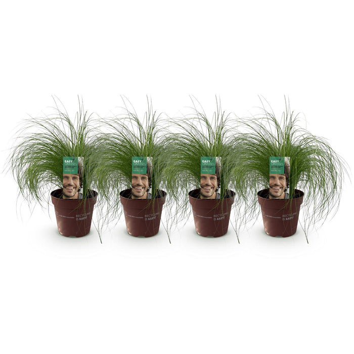 Siergrassen - Stipa tenuifolia Pony Tails - Groen - 4 Planten - Bladhoudend - Weinig Onderhoud - Pot 17cm Hoogte 50cm