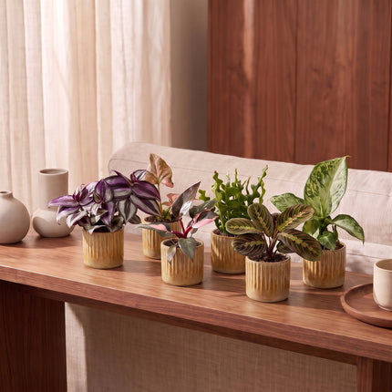 Baby Plants Surprise Box 6x - Verrassingsbox kleine planten - Diversen - Tropisch - incl. Linnea Honey - Ø6cm - ↕5-15cm