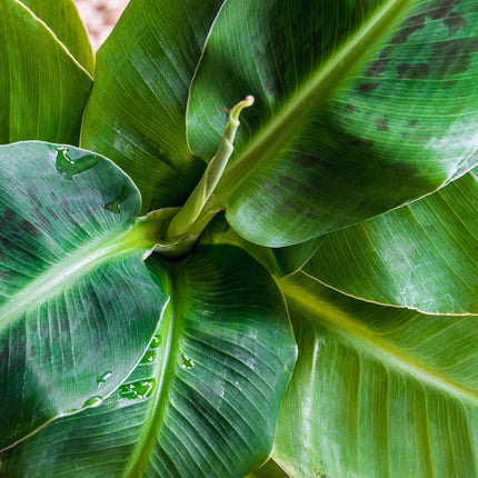 Musa acuminata Dwarf Cavendish - Banana plant - with white plant pot - ↕70-75cm - Ø21cm