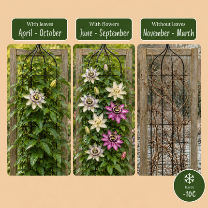 Passiflora Tricolour - Driekleurige passiebloem 12x - Wit - Paars - Roze - Klimplant - Ø9cm - ↕35cm