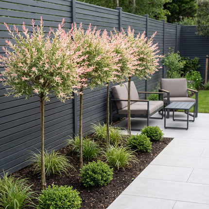 Salix Flamingo - Flamingo Wilg op stam - Ø23cm - ↕140-160cm - 2x