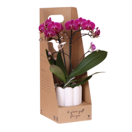 Kolibri Orchids | Paarse Phalaenopsis Orchidee - Mineral Morelia in Retro Sierpot Wit met Giftbox - Ø9 cm