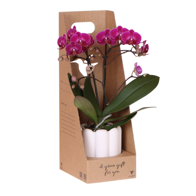 Kolibri Orchids | Paarse Phalaenopsis Orchidee - Mineral Morelia in Retro Sierpot Wit met Giftbox - Ø9 cm