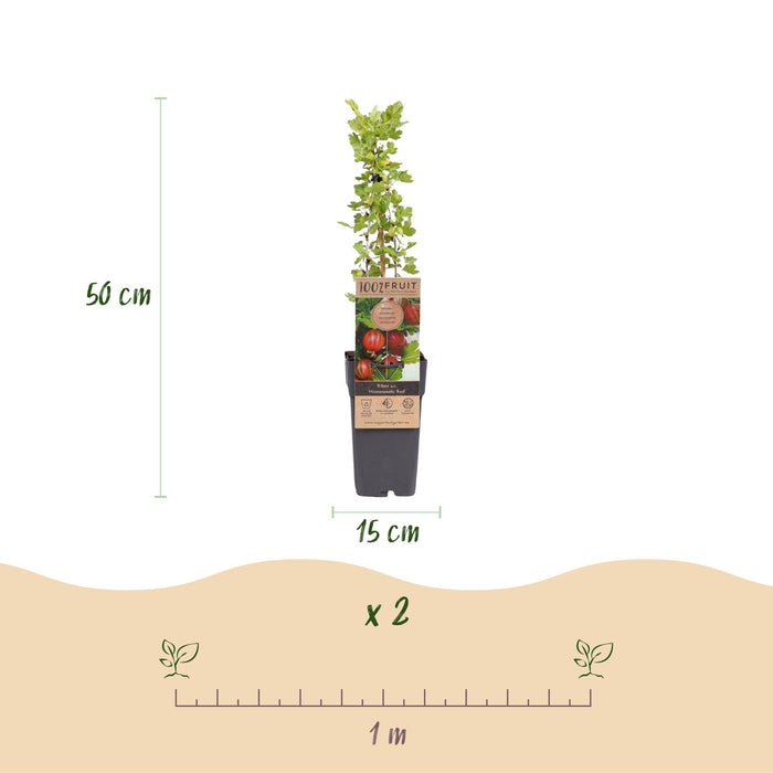 Ribes uva-crispa Hinnonmäki Röd - Uva spina - Resistente - Ribes rosso - 2 piante - Vaso da 15 cm - Altezza 50 cm