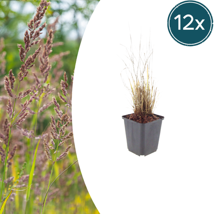 Calamagrostis brachytricha - Diamantgras - ↕10-25cm - Ø9cm - 12x