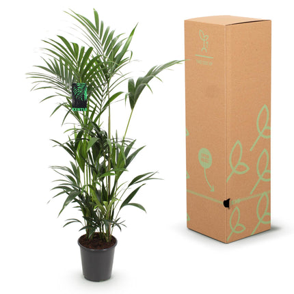 Howea Forsteriana - Kentia Palm - ↕160-170cm - Ø27cm