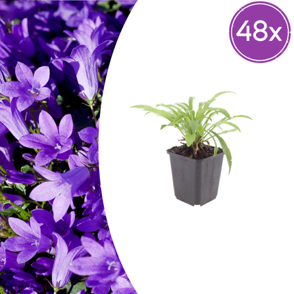 Campanula persicifolia 'Coerulea' - Prachtklokje - ↕10-25cm - Ø9cm - 48x