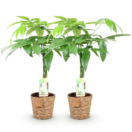 Pachira Aquatica braided trunk - Money tree - with basket - ↕60-70cm - Ø17cm - 2x