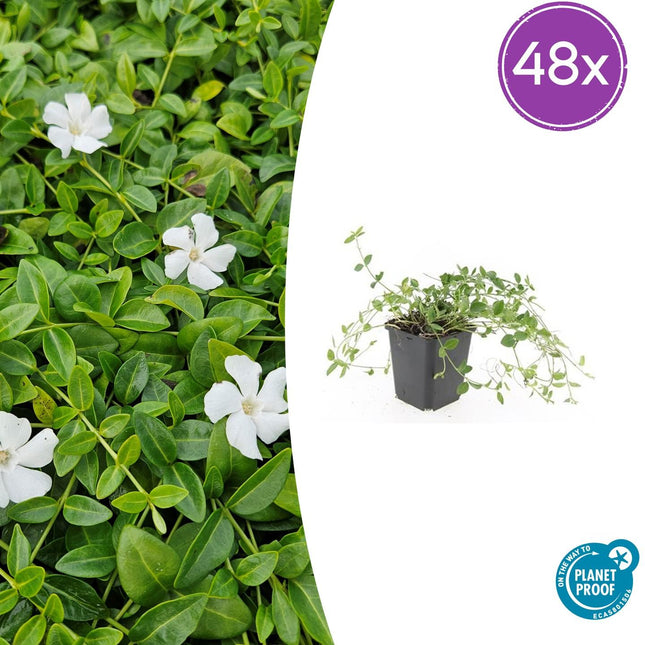 Vinca minor 'Gertrude Jekyll' - Petite pervenche - ↕10-25cm - Ø9cm - 48x