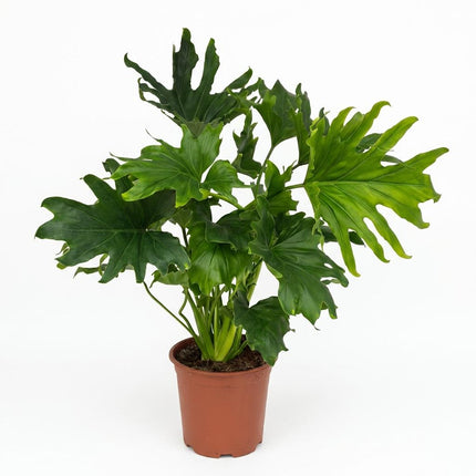 Philodendron Lickety split - ↕70cm - Ø19cm