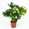 Philodendron