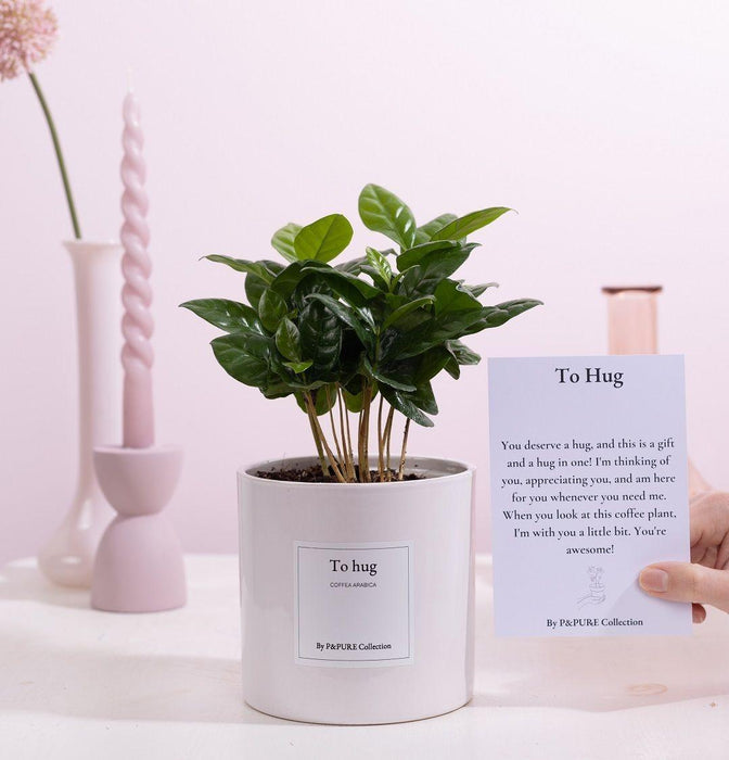 Coffea Arabica Gift "To Hug" met wenskaart - Ø12cm - ↕20cm