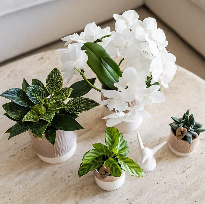 Kolibri Home | Bamboo sierpot - Sand - Ø9cm