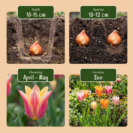 12x Tulipa Ballade mix - Bloembollen - Lelievormige tulp Ballade mix - Diversen - Voorjaarsbloeier - Bolmaat 11/12