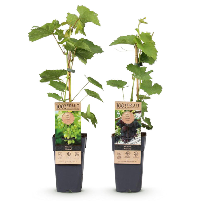 Fruitplant - Paarse & Witte Druif -  Vitis vinifera Vanessa & Himrod  - Pitloos - 2 planten - Pot 15cm Hoogte 50cm