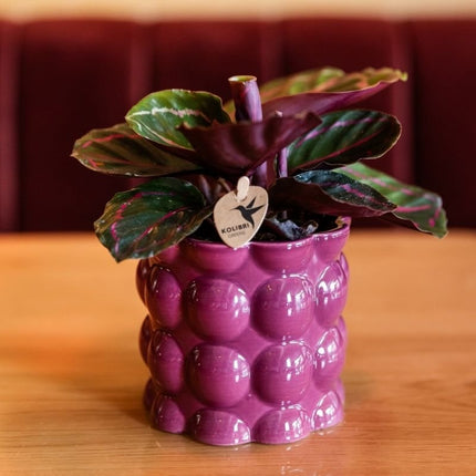 Calathea Dottie - Kolibri Greens - Ø9cm