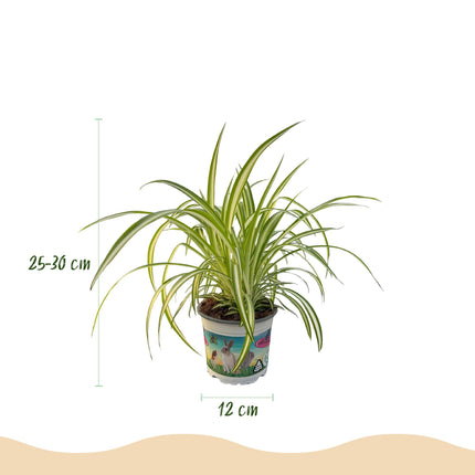Chlorophytum comosum Variegate - Lirio de hierba - Variegado - ↕25-30cm - Ø12cm - 4x