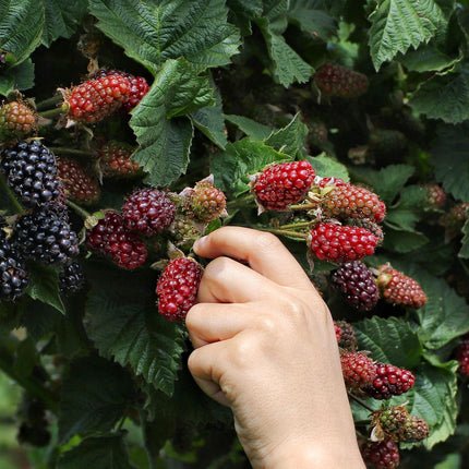 Rubus Fruticosus 'Thornless Evergreen' - Zarzamora sin espinas - ↕45cm - Ø13cm