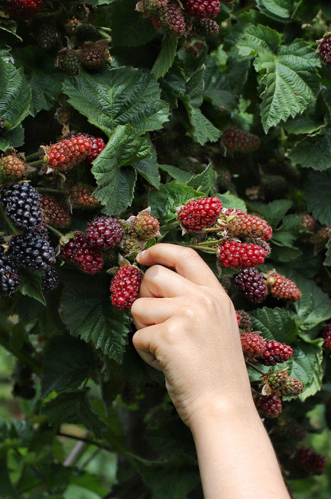 Rubus Fruticosus 'Thornless Evergreen' - Doornloze Braam - ↕45cm - Ø13cm
