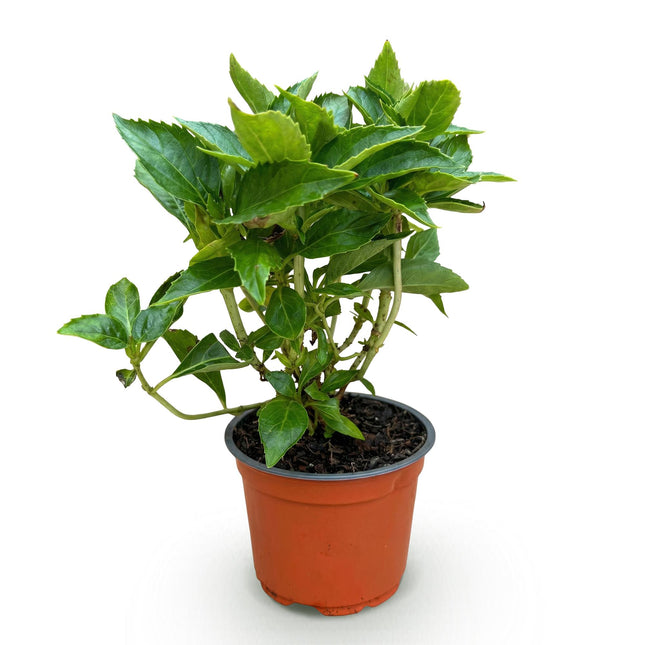Hydrangea macrophylla Pink - Hydrangea - Hardy - Pink - 1 Plant - Pot 12cm - Height 20-30cm
