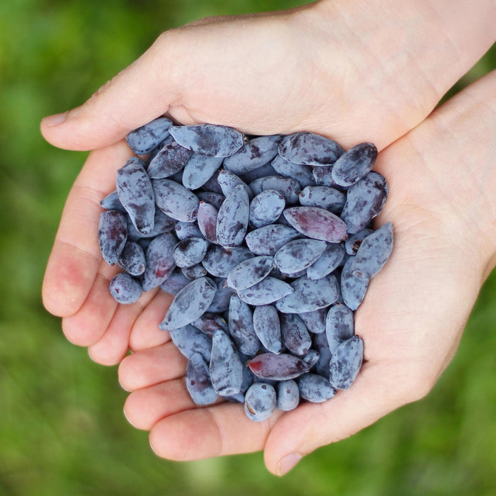 Honingbes - Lonicera caerulea Kamtschatica - Winterhard - 3 Planten - Pot  9 cm - Blauw  Bes