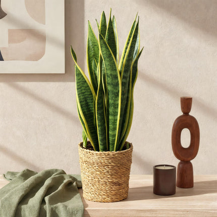 Sansevieria Laurentii - Snake Plant - ↕60-70cm - Ø17cm