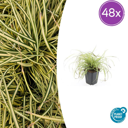 Carex oshimensis 'Evergold' - Zegge - ↕10-25cm - Ø9cm - 48x