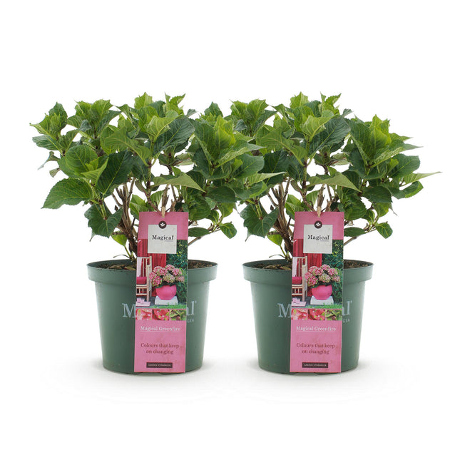 Hydrangea - Hydrangea Magical Green Fire - Pink Green - 6-10 Flowers - 2x- ↕55cm - Ø23cm