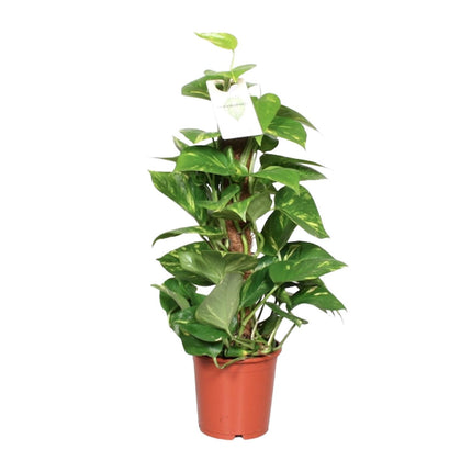 Epipremnum Pinnatum Moss stick - Scindapsus - ↕60cm - Ø15cm