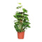 Mosstok Planten
