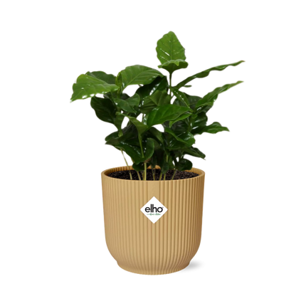 Coffea Arabica in elho Vibes Fold Ø14cm yellow - ↕20-30cm