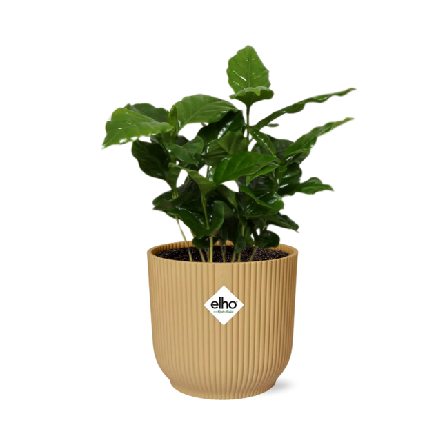 Coffea Arabica in elho Vibes Fold Ø14cm yellow - ↕20-30cm