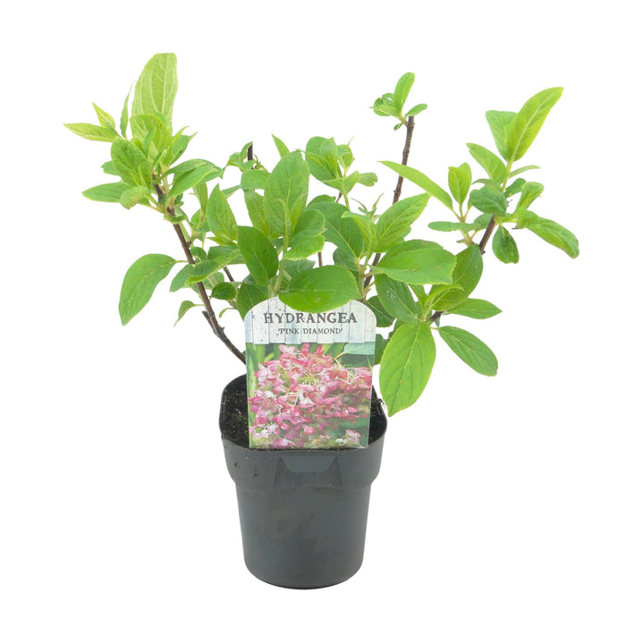 Pluim Hortensia - Hydrangea panniculata Pink Diamond - Bloem Wit Roze  - 3 Planten - 1 m2 - Bladverliezend - Grote Bloemen - Pot 17cm Hoogte 50cm