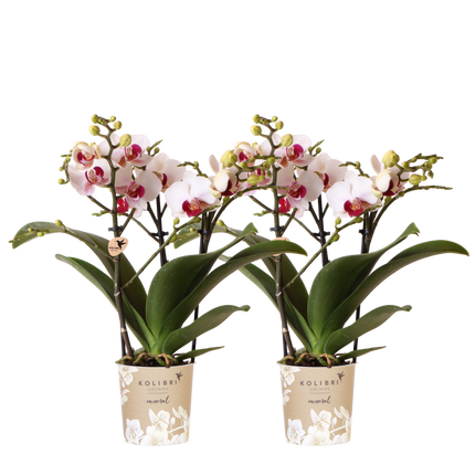 Kolibri Orchids | Combi Deal - 2 Witte Phalaenopsis Orchideeën Mineral Gibraltar - Ø9 cm