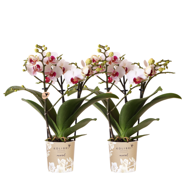 Kolibri Orchids | Combi Deal - 2 Witte Phalaenopsis Orchideeën Mineral Gibraltar - Ø9 cm