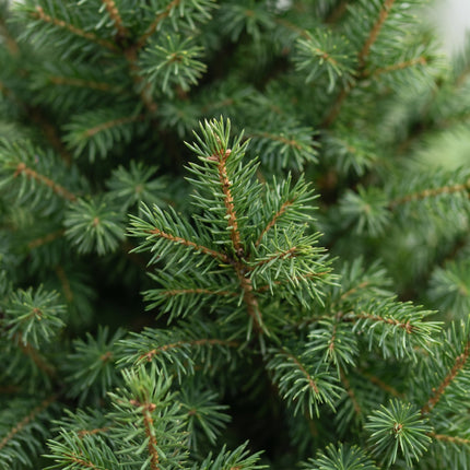 Picea glauca Conica - Kegelspar - Groen - Kerstboom - Ø26cm - ↕110cm