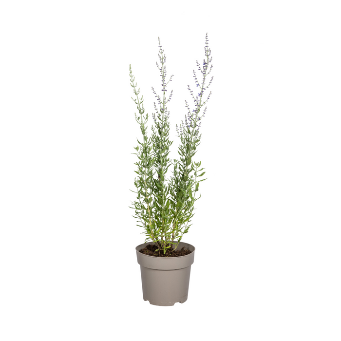 Perovskia Atriplicifolia Ø19cm - ↕50 - 60cm