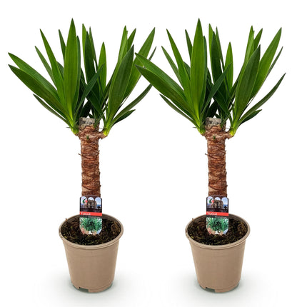 Yucca Elephantipes - ↕55cm - Ø14cm  - 2x