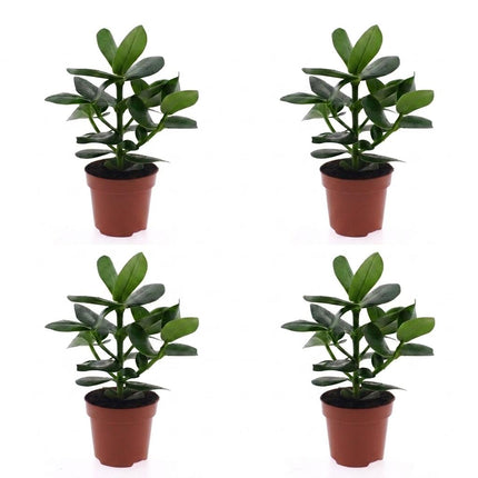 Clusia Princess - Clusia - 4x - Pot 12cm - Hoogte - 40cm