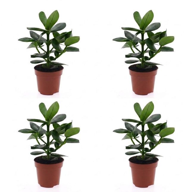 Clusia Princess - Clusia - 4x - Pot 12cm - Height - 40cm