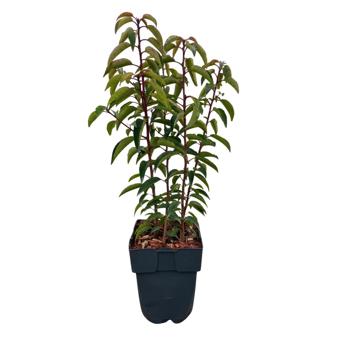 Haagplanten - Prunus lusitanica Angustifolia - blad groen - 6 planten - 1 strekkende meter - groenblijvend - pot 17cm hoogte 50cm
