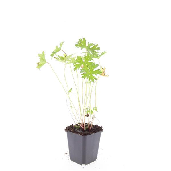 Geranium 'Johnson's Blue' - ↕10-25cm - Ø9cm - 48x