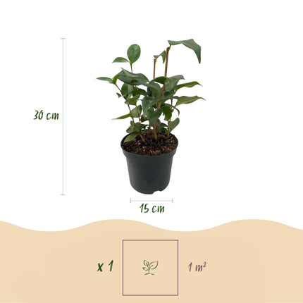Camélia Japonica Tricolore - Fleurs Roses, Blanches et Rouges - ↕30cm - Ø15cm