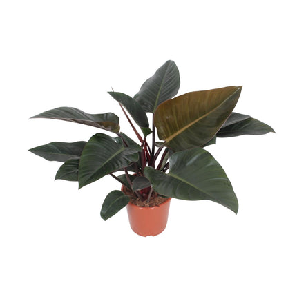 Philodendron Congo Red - ↕80cm - Ø27cm