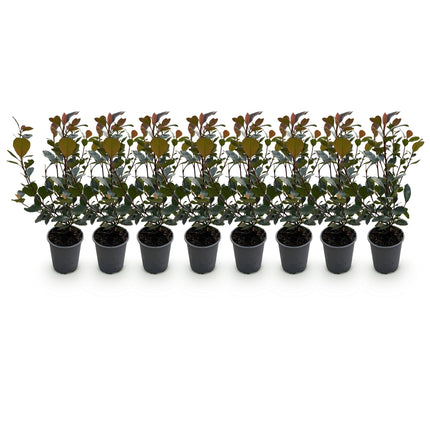 Photinia Little Red Robin - 1 Linear Meter - ↕30-35cm - Ø9cm - 8x