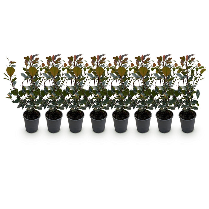 Photinia Lille Rødhals - 1 Løbemeter - ↕30-35cm - Ø9cm - 8x