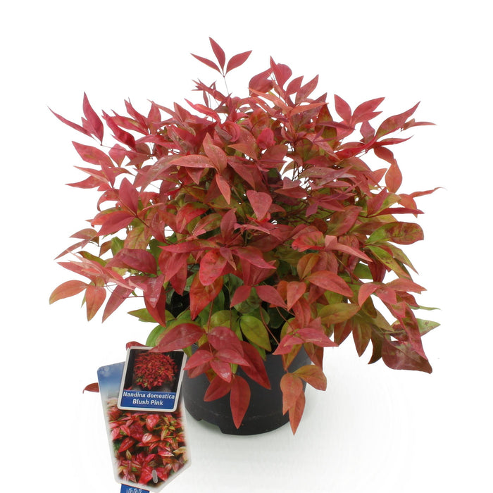 Nandina Blush Pink - Donker Roze - 1 Plant - Groenblijvend - Weinig Onderhoud - Pot 17cm Hoogte 40cm