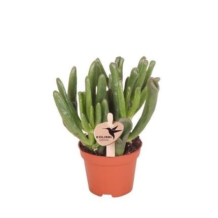 Crassula Hobbit - vetplant - Kolibri Greens - Ø6cm