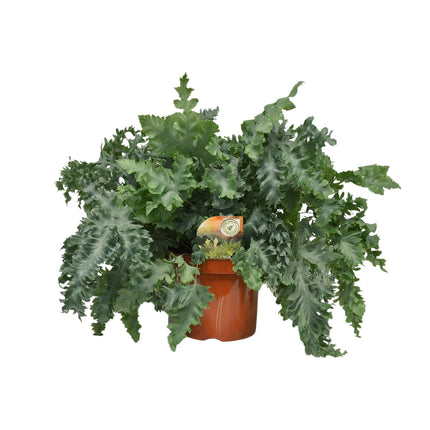 Phlebodium Davana - ↕60cm - Ø26cm