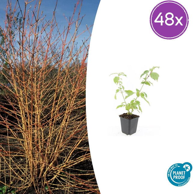 Cornus sanguinea 'Anny's Winter Orange' - Corniolo - ↕10-25cm - Ø9cm - 48x